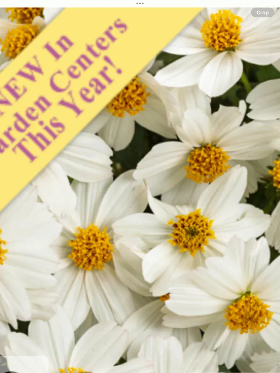Campfire Marshmallow™Bidens hybrid