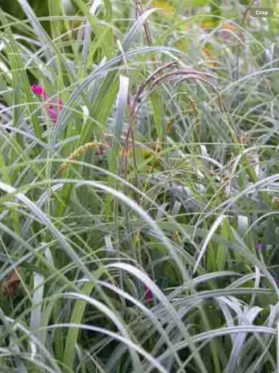 Carex Blue Sedge