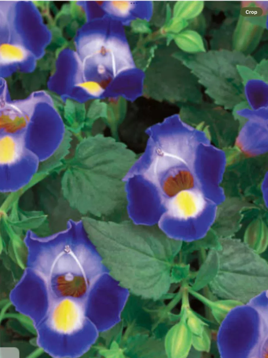 Catalina Midnight Blue Wishbone FlowerTorenia hybrid