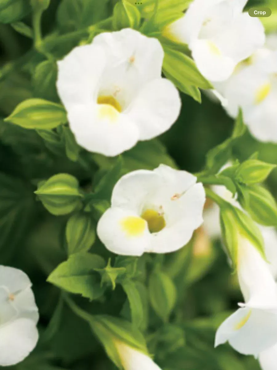 Catalina White Linen Wishbone FlowerTorenia hybrid