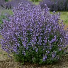 Catmint 'Kitten Around'