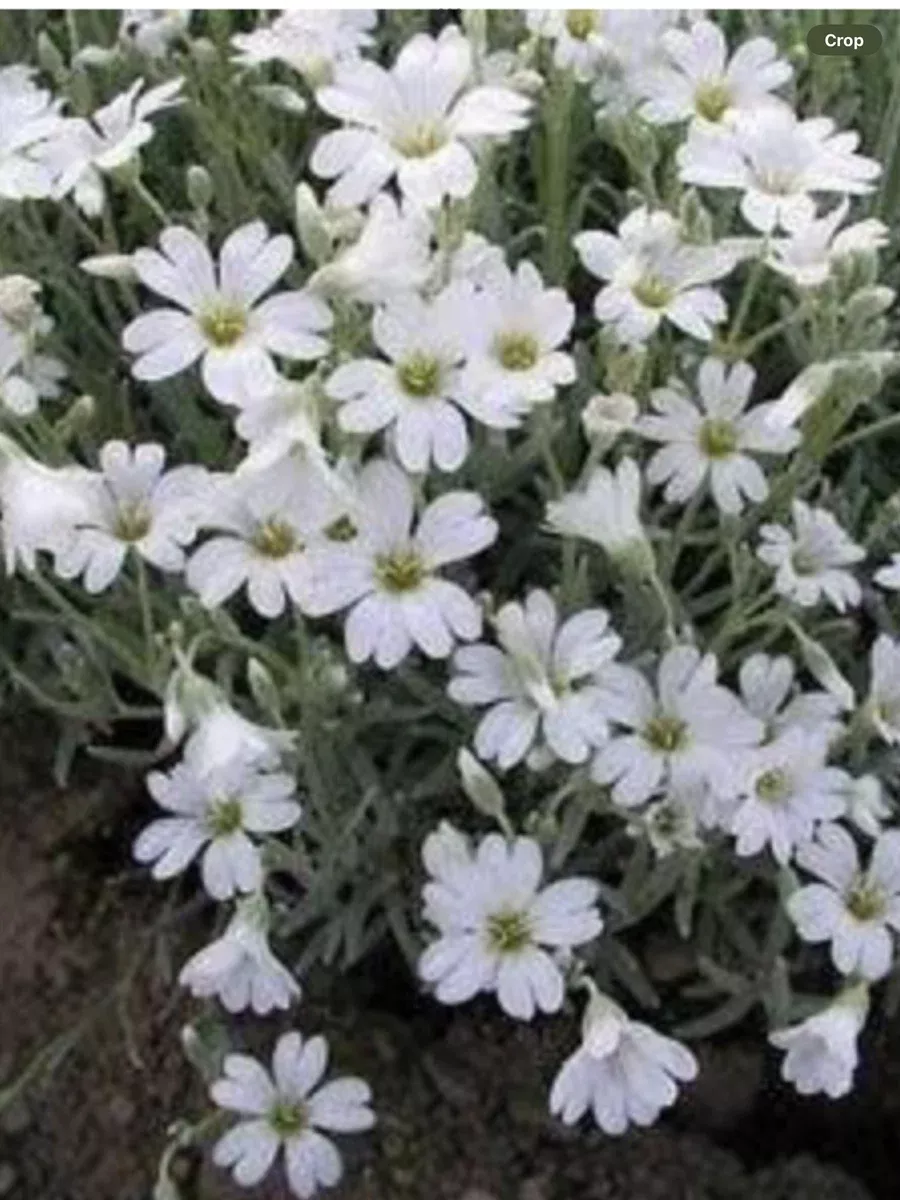 Cerastium Silvery Summer