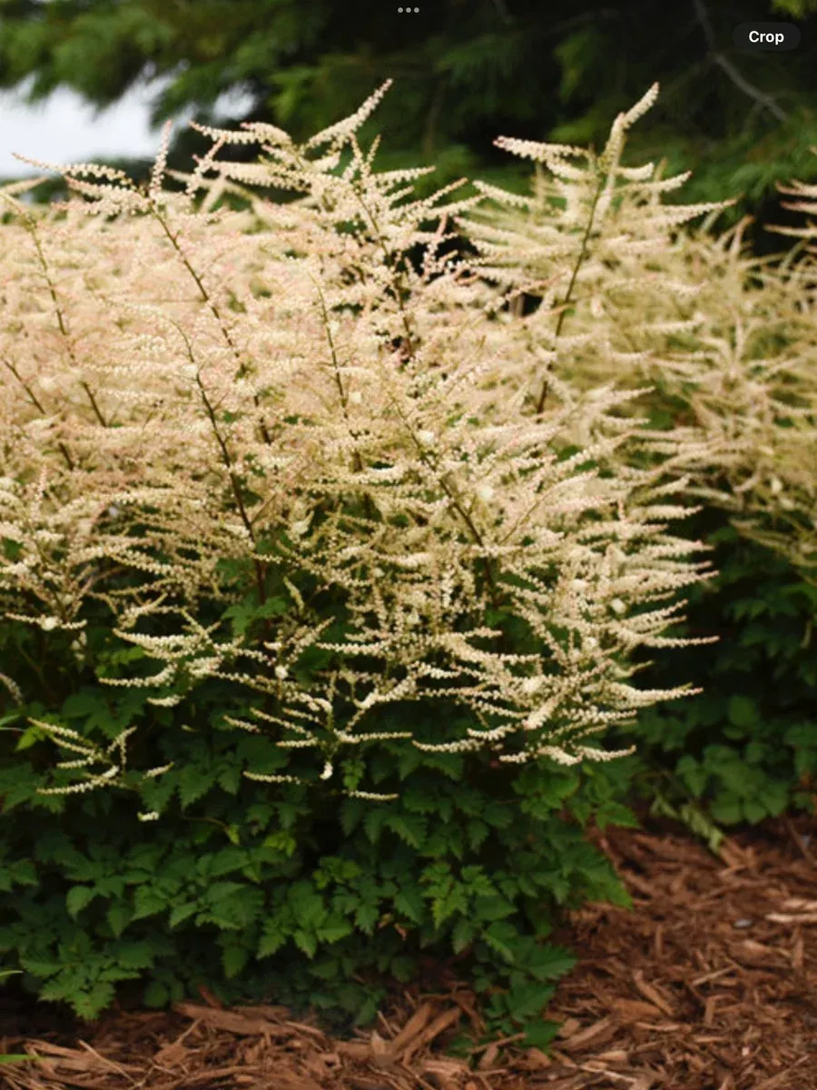 'Chantilly Lace' GoatsbeardAruncus hybrid