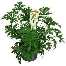 Citrosa Geranium