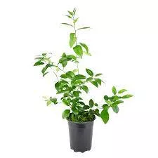 Citrus 'Meyer Lemon'