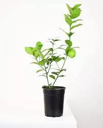 Citrus Plant'Key Lime'