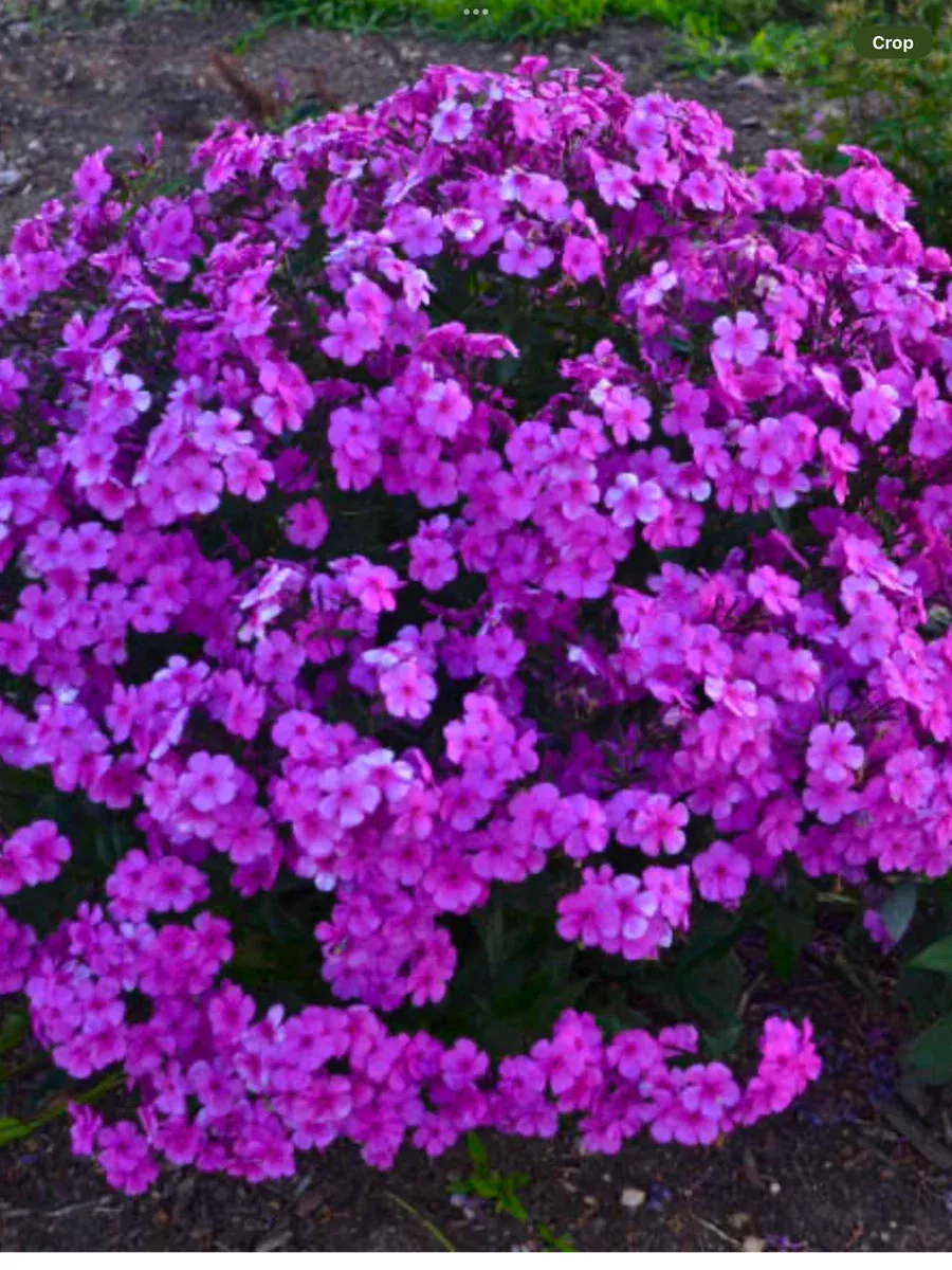 'Cloudburst' Tall Cushion PhloxPhlox hybrid