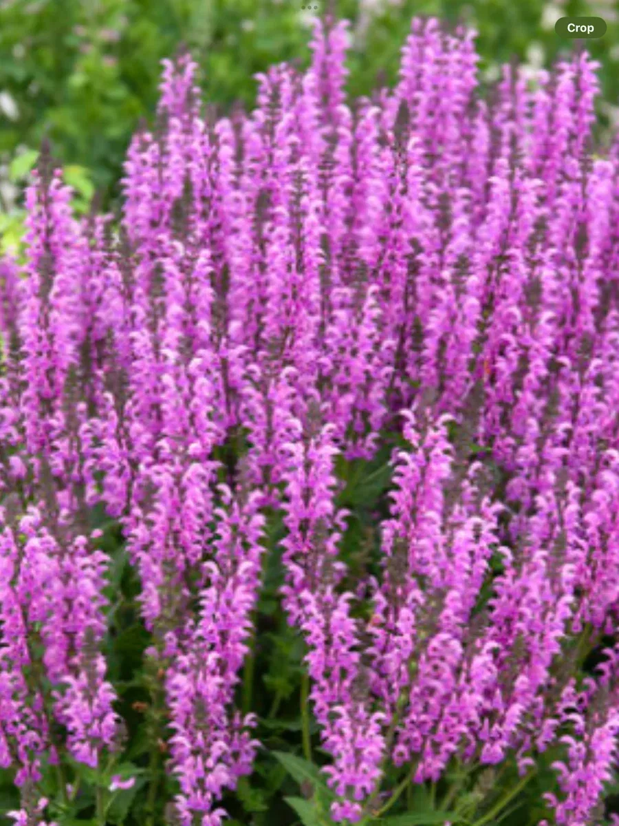 Color Spires 'Back to the Fuchsia' Perennial SalviaSalvia hybrid