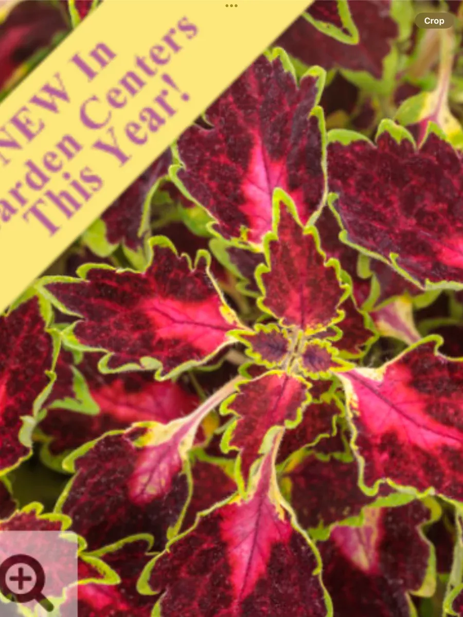 ColorBlaze Cherry DropColeus scutellarioides
