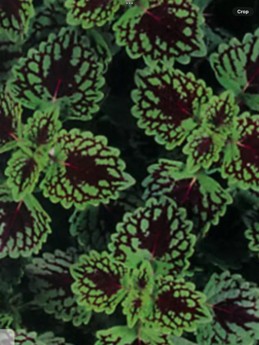 ColorBlaze Chocolate DropColeus scutellarioides