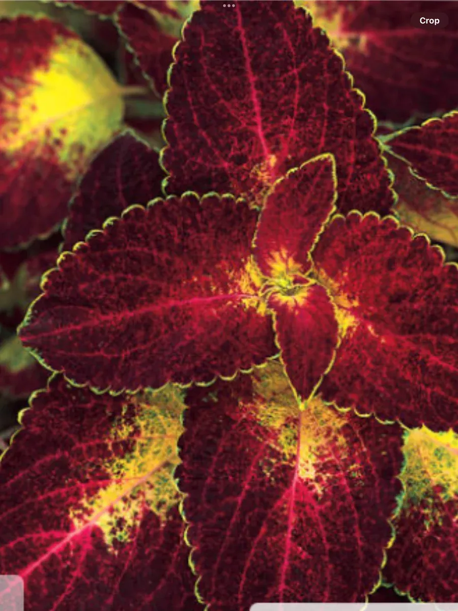 ColorBlaze Dipt in WineColeus scutellarioides