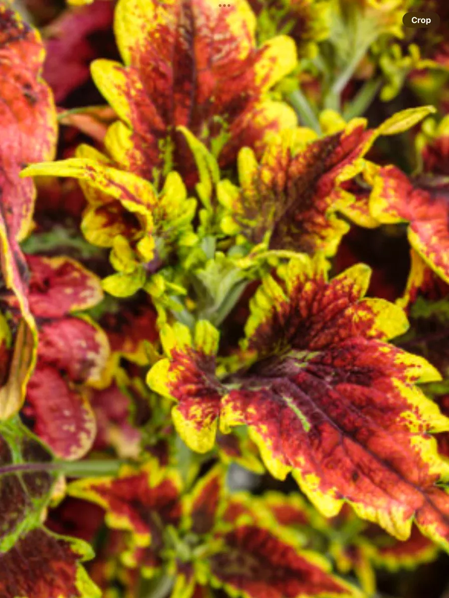 ColorBlaze El BrightoColeus scutellarioides