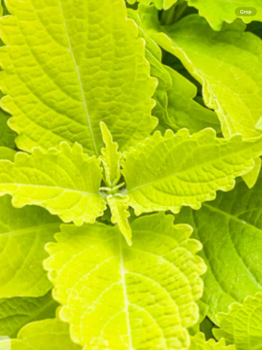ColorBlaze Lime TimeColeus scutellarioides