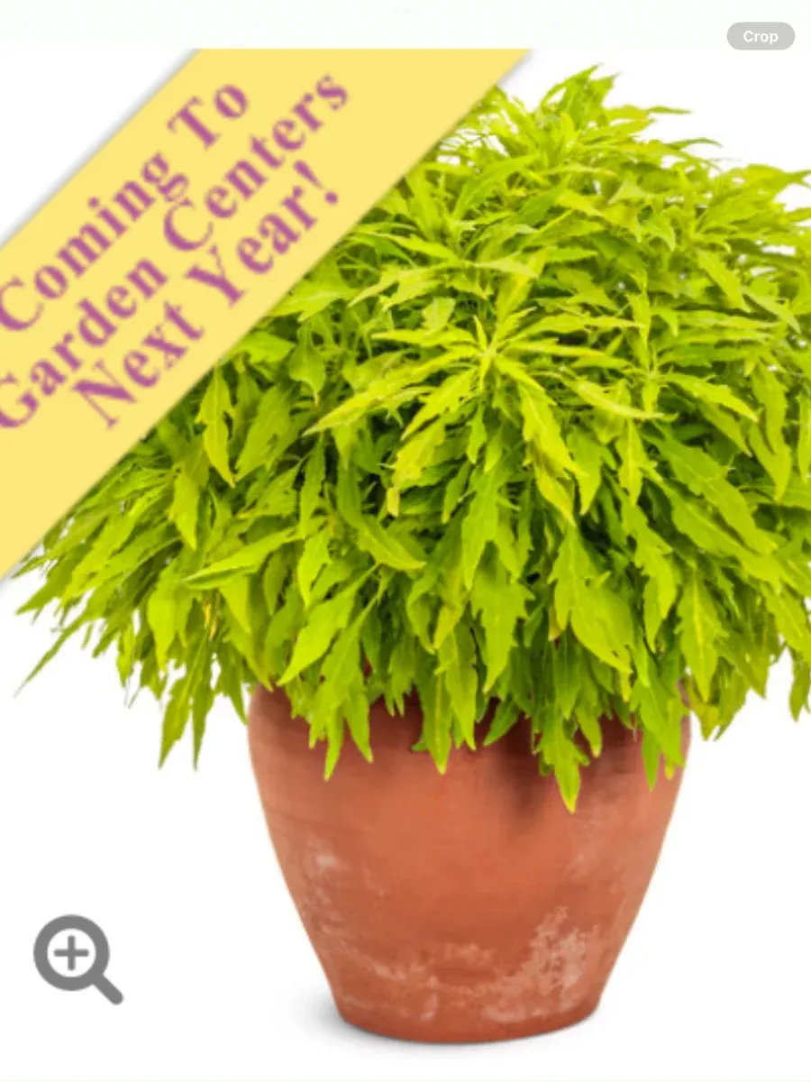 ColorBlaze Mini Me™ ChartreuseColeus scutellarioides