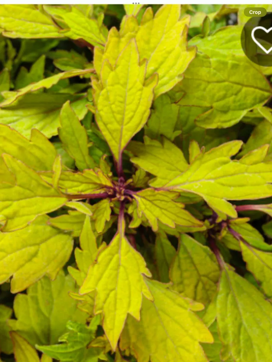 ColorBlaze Royale Pineapple Brandy™Coleus scutellarioides