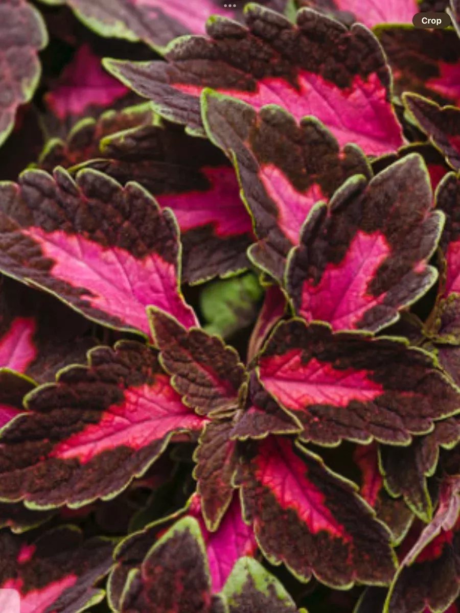 ColorBlaze VelveteenColeus scutellarioides