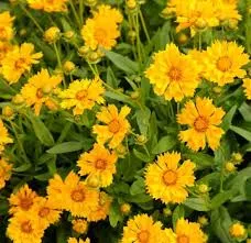 Coreopsis auriculata Jethro Tull