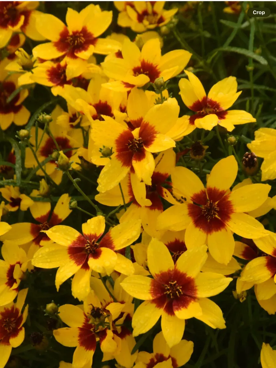 Coreopsis 'Designer Threads™ 'Golden Needles'
