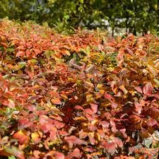 Cotoneaster 'Peking'