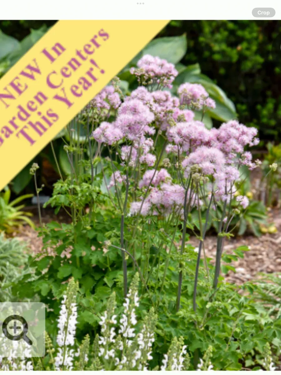 'Cotton Candy' Meadow RueThalictrum hybrid