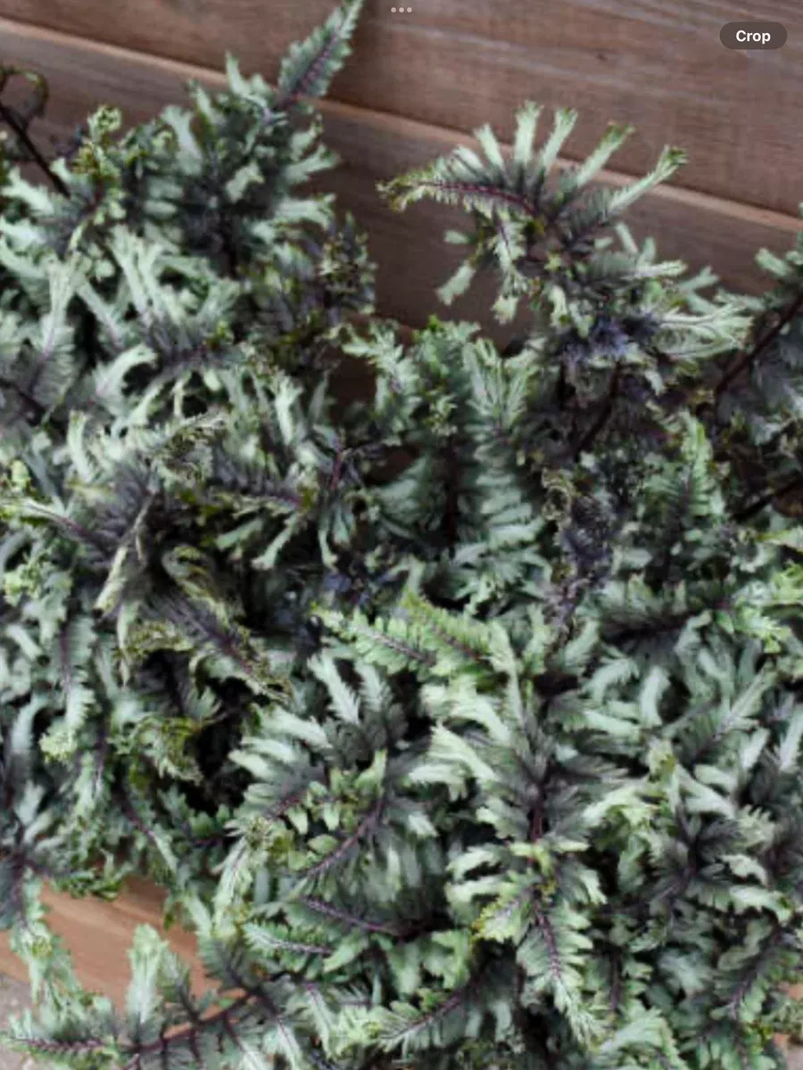 ‘Crested Surf' Crested Japanese Painted FernAthyrium niponicum