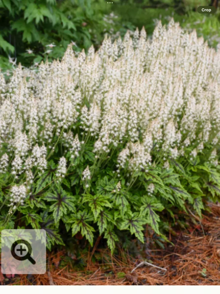 'Cutting Edge' FoamflowerTiarella hybrid
