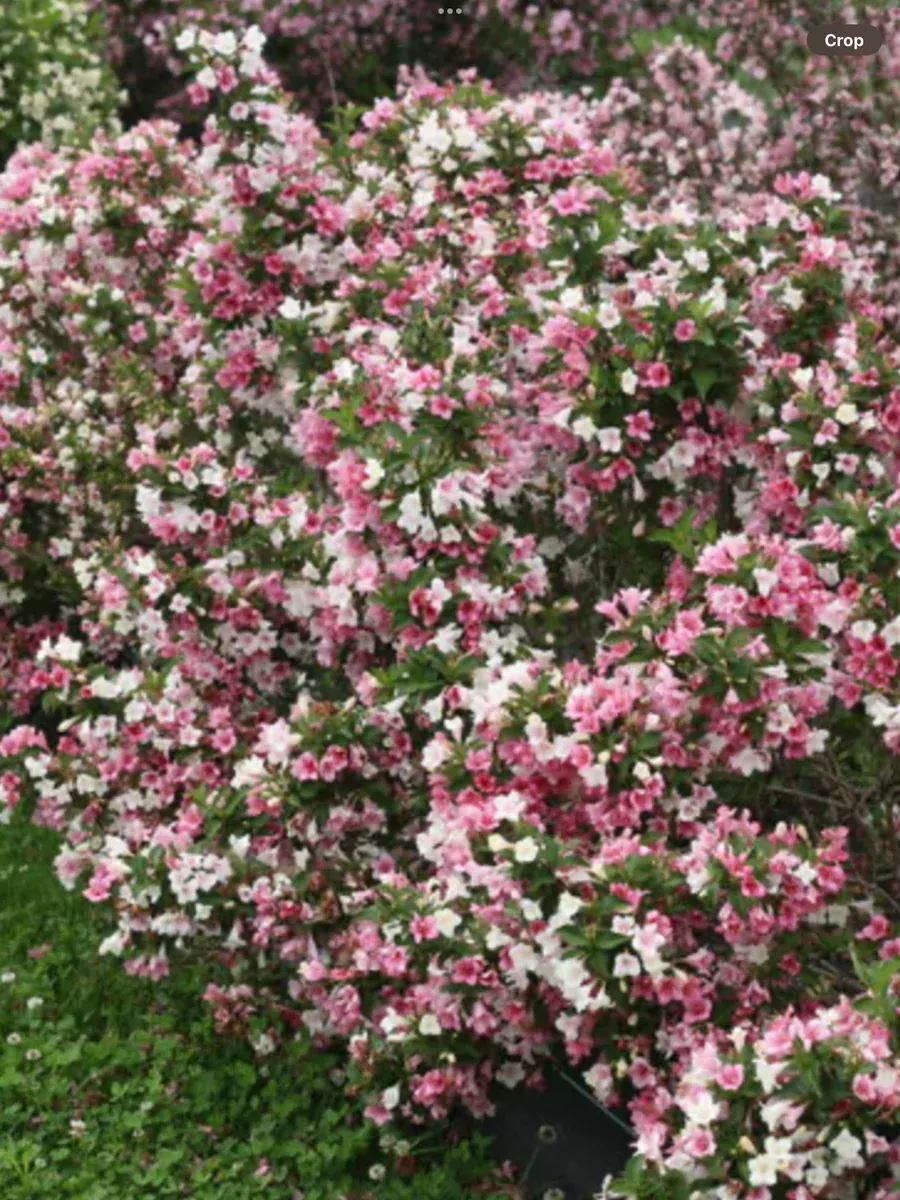 Czechmark TrilogyWeigela florida