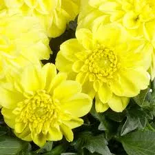Dahlina Midi Corsica Yellow