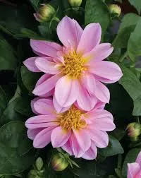 Dahlina Midi Malaysia Pink
