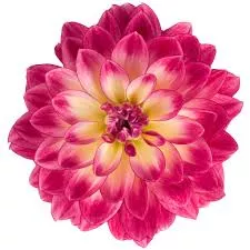 Dahlina Midi Malta Pink Bicolour