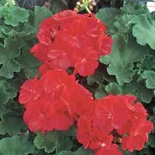 Daredevil Claret Zonal GeraniumPelargonium zonale