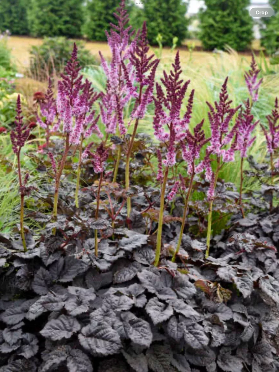 'Dark Side of the Moon'Astilbe hybrid