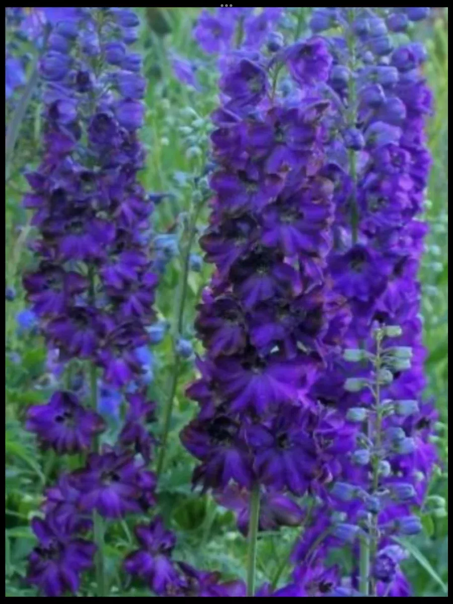 Delphinium Magic Fountain Series Dark Blue Dark Bee