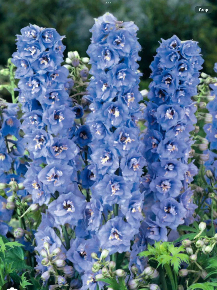 Delphinium Magic Fountain Series Sky Blue