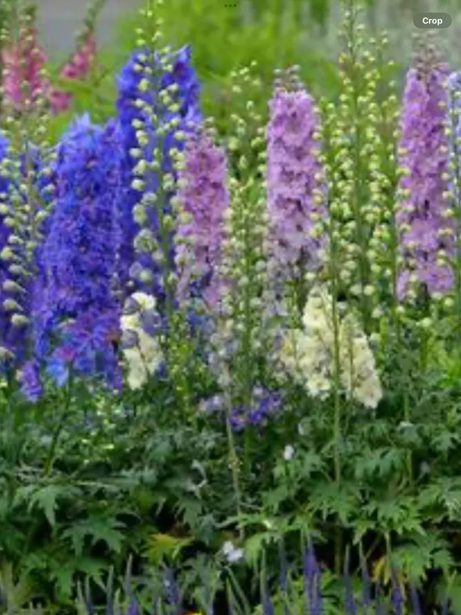 Delphinium New Zealand Hybrids Mini Stars