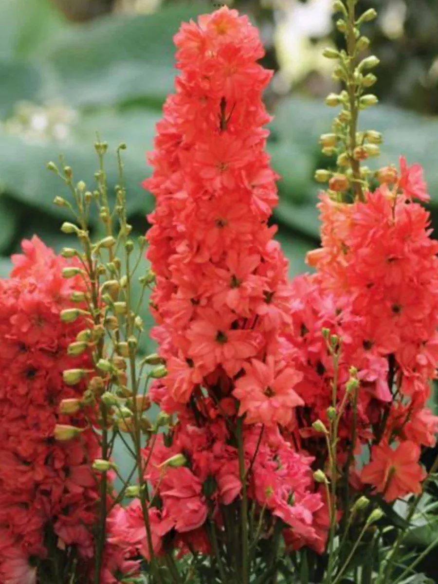 Delphinium Red Lark