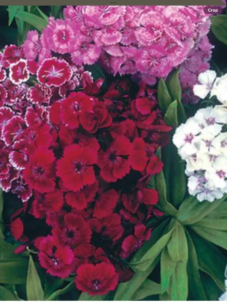 Dianthus Barbatus Double Dwarf Mix