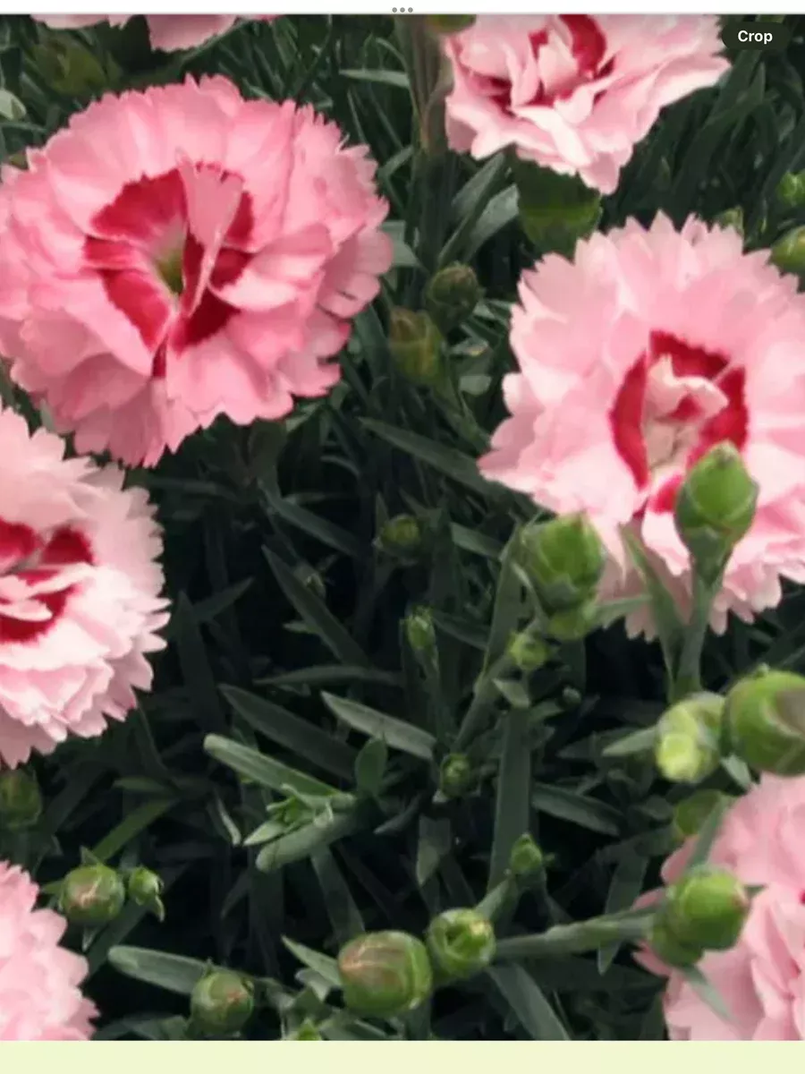 Dianthus hybrida First Scent Series Raspberry Surprise