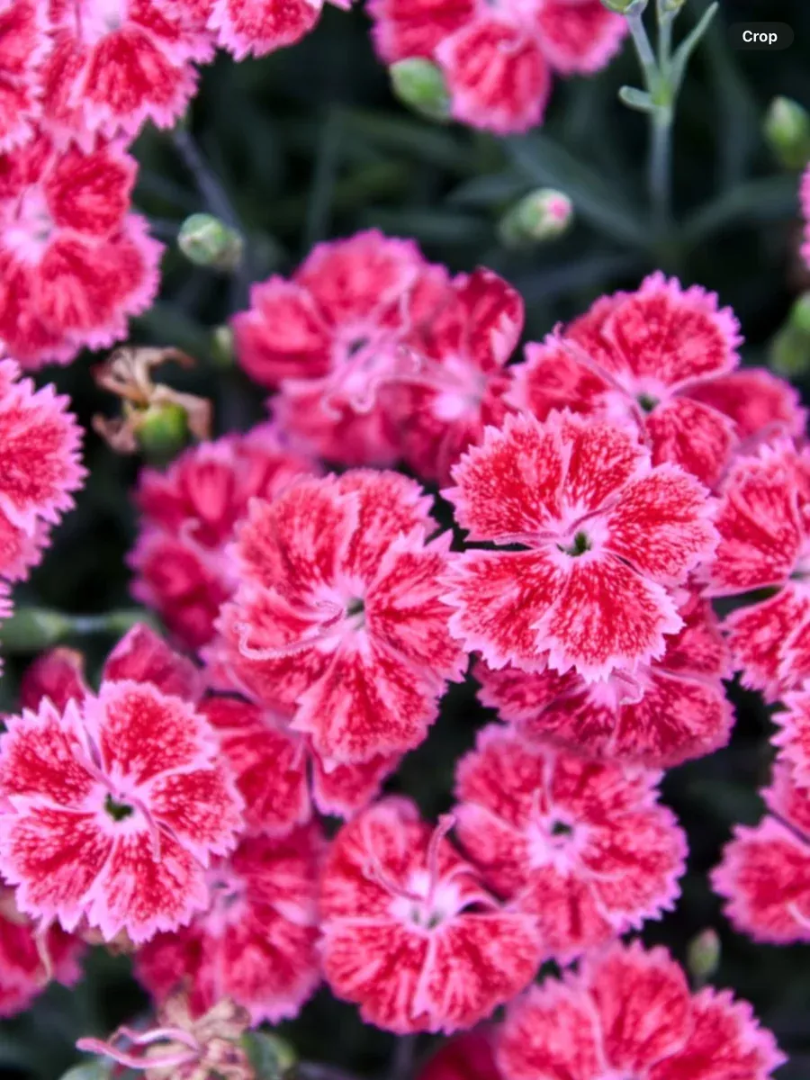 Dianthus hybrida Single Ladies Red Rouge