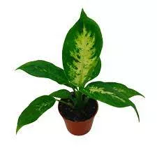 Dieffenbachia