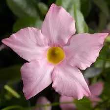 Dipladenia Madinia Maximo Light Pink