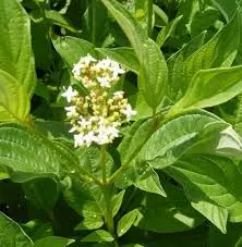 Dogwood 'Bud's Yellow'