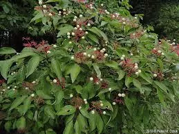 Dogwood 'Grey'