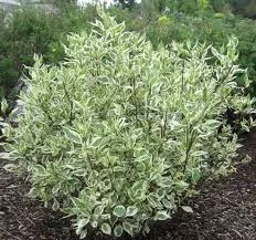 Dogwood 'Ivory Halo'