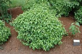Dogwood 'Kelsey Dwarf'