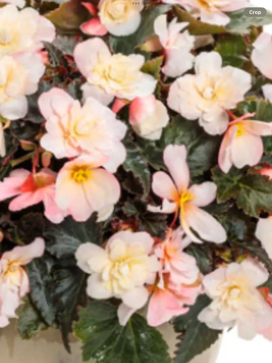 Double Delight AppleblossomBegonia tuberhybrida