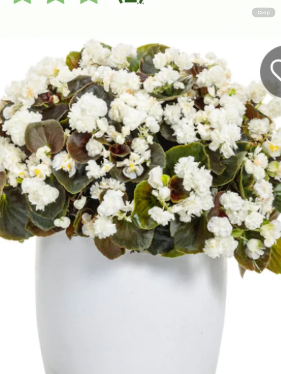 Double Up™ WhiteBegonia semperflorens