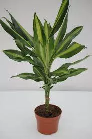 Dracaena Cintho Variegated Branch Bundle