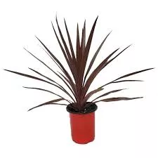 Dracaena Red Star 4” Pot