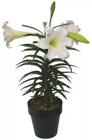 Easter Lily